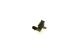 BOSCH Sensor, Nockenwellenposition 0 232 103 111